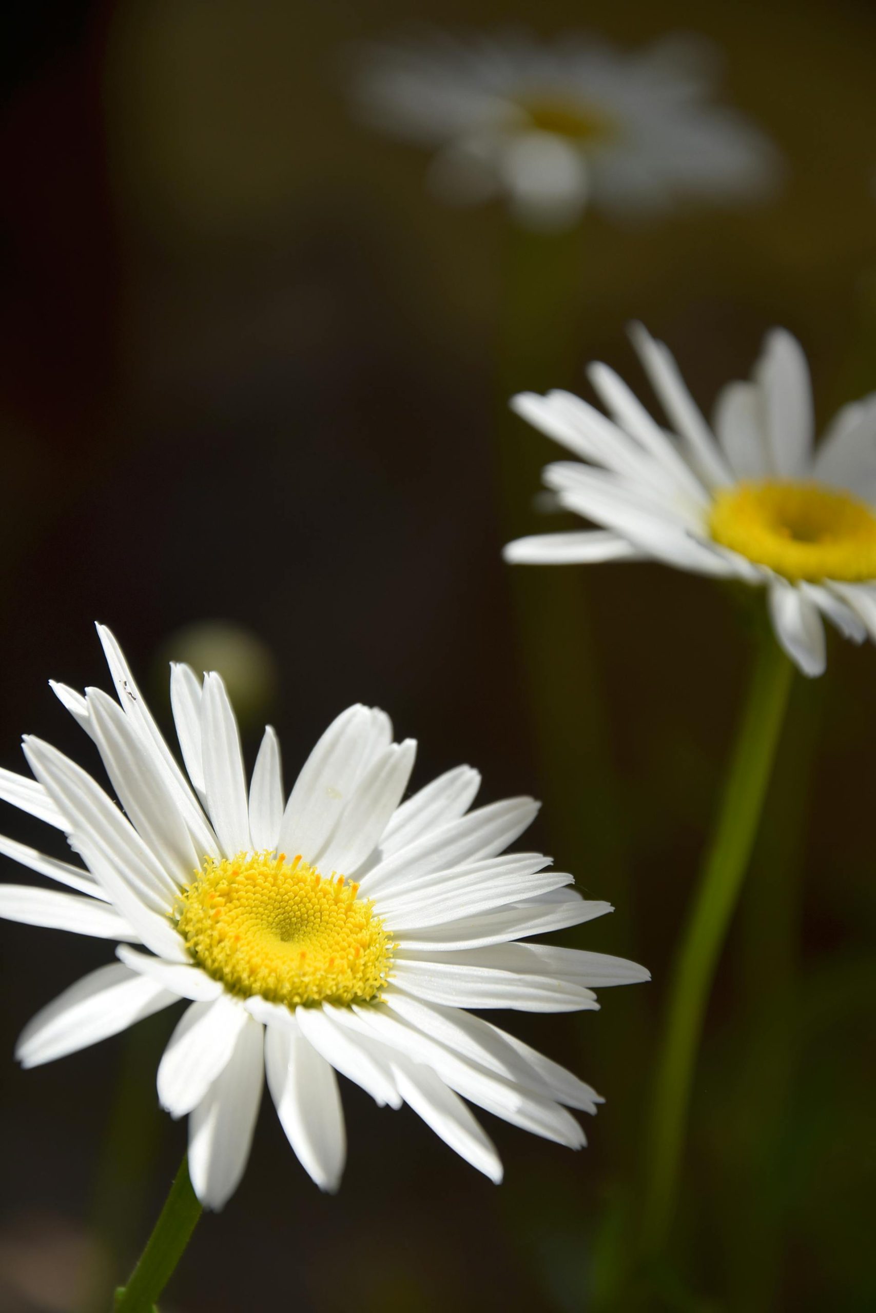 daisy